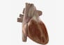 create cinematic 3d anatomy illustrations and heart animation
